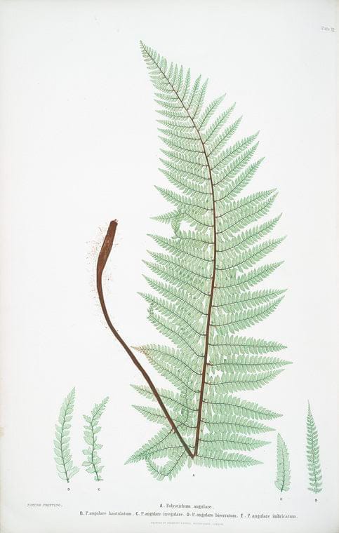 Art Print : Polystichum aculeatum lobatum. [The Common Prickly Shield Fern], 1831 - Vintage Wall Art