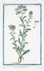 Art Print : 1772, Thlaspi arvense, perfoliatum: maius = Tlaspi offic. [Field pennycress, Stink Weed] - Vintage Wall Art