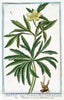 Art Print : 1772, Helleborus Niger foetidus = Elleboro Nero falso = Hellebore Noir. - Vintage Wall Art