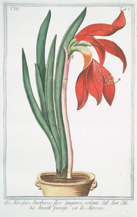 Art Print : 1772, Lilio Hyacinthus vulgaris, Flore caeruleo = Giglio Persico = LYS Iacinte. - Vintage Wall Art