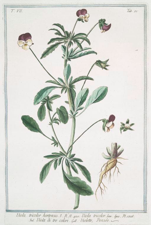 Art Print : 1772, Vicia Sativa, vulgaris semine nigro = Veccia comune = Vesse. - Vintage Wall Art