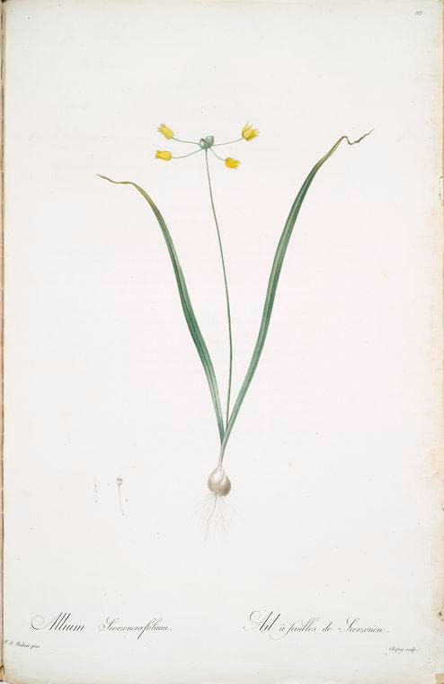Art Print : Allium roseum, 1759 - Vintage Wall Art