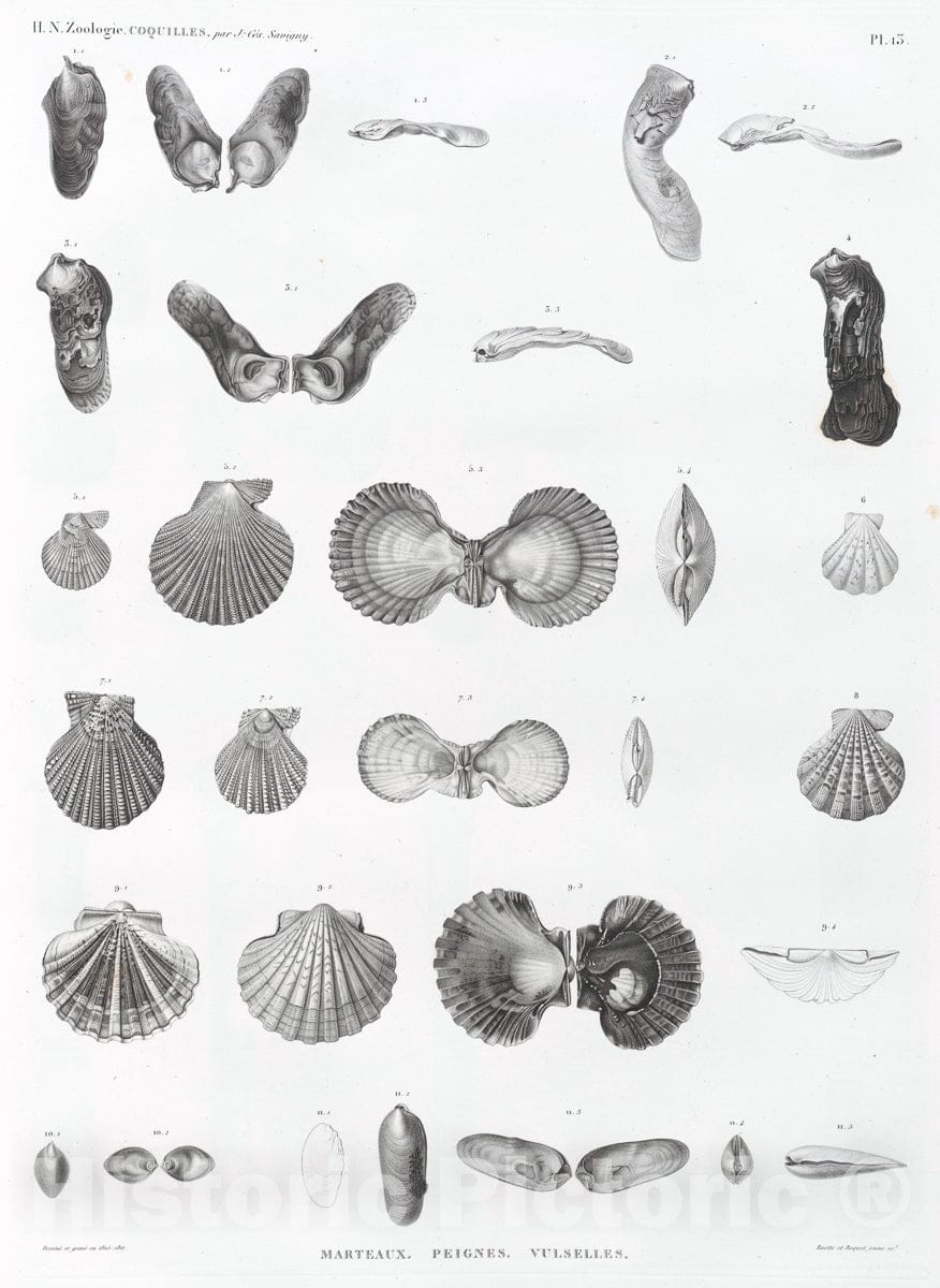 Art Print : 1809, Zoologie. Coquilles. Marteaux, Peignes, Vulselles. - Vintage Wall Art