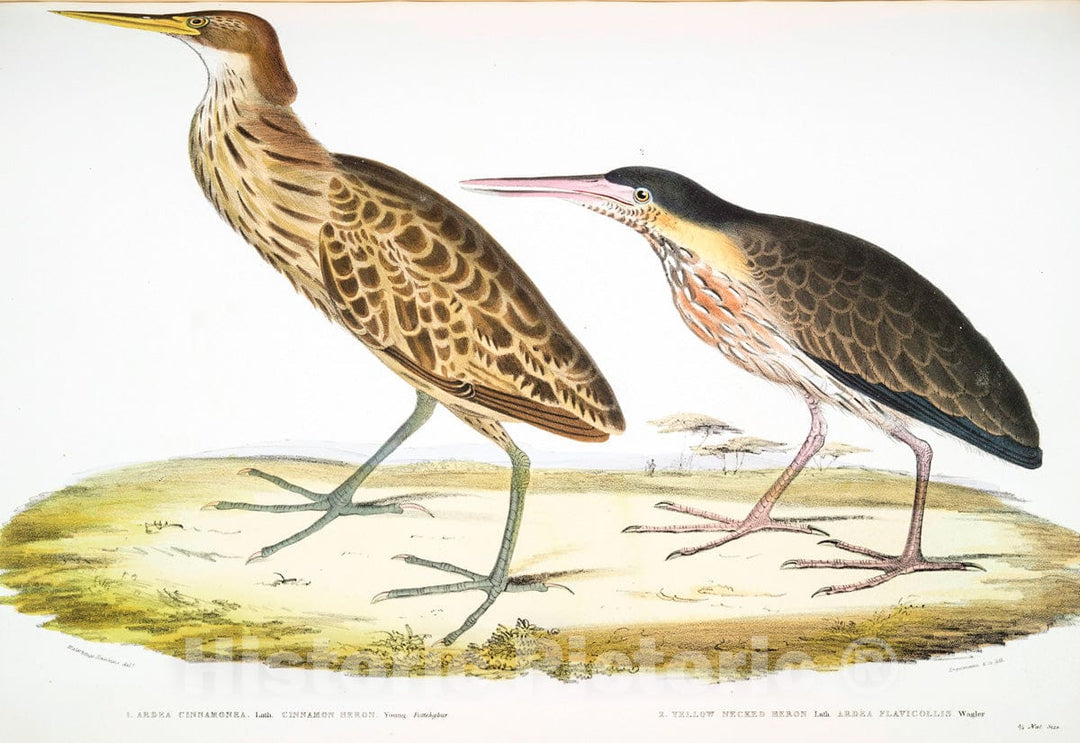 Art Print : 1830, 1. Cinnamon Heron, Ardea cinnamonea; 1. Yellow Necked Heron, Ardea flavicollis. - Vintage Wall Art