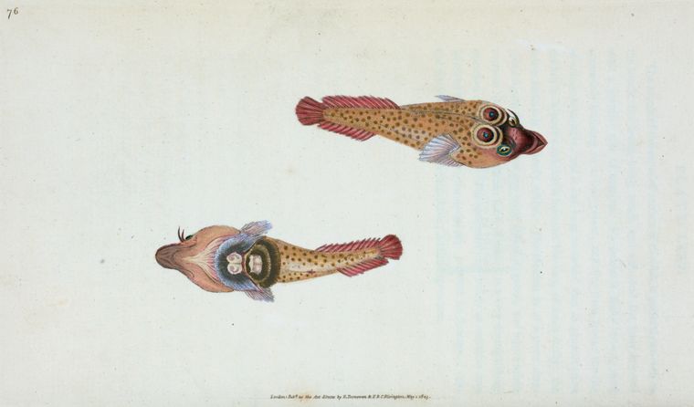 Art Print : Sucker, Ocellated, Cyclopterus Ocellatus, 1768 - Vintage Wall Art