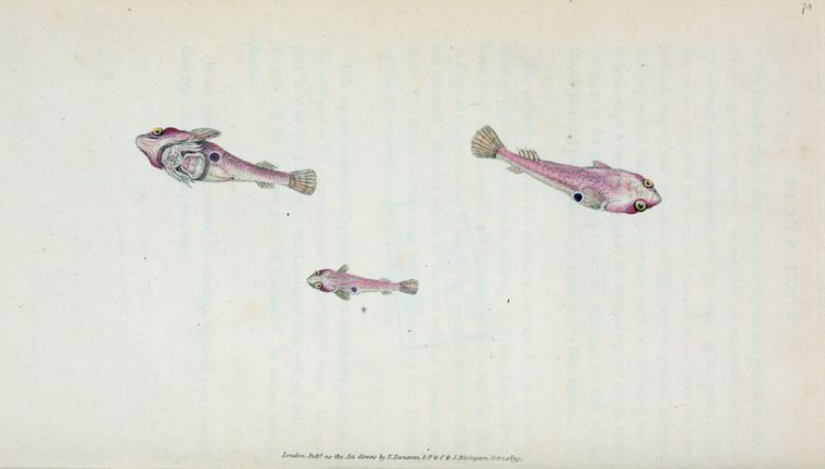 Art Print : Sucker, bimaculated, Cyclopterus bimaculatus, 1768 - Vintage Wall Art