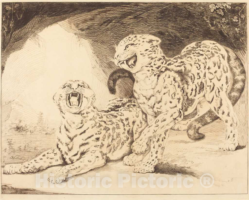 Art Print : Reynolds I After Northcote, Leopards, 1798 - Vintage Wall Art