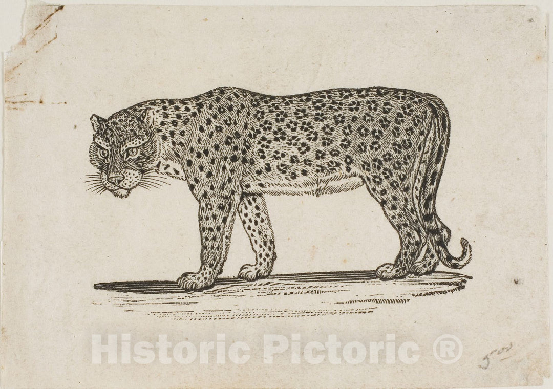 Art Print : Leopard, Thomas Bewick, c 1773, Vintage Wall Decor :