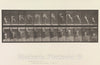 Art Print : Eadweard Muybridge  - Animal Locomotion.  Consecutive Phases of Animal Movements.  Volume V, Man (Pelvis Cloth) : Vintage Wall Art