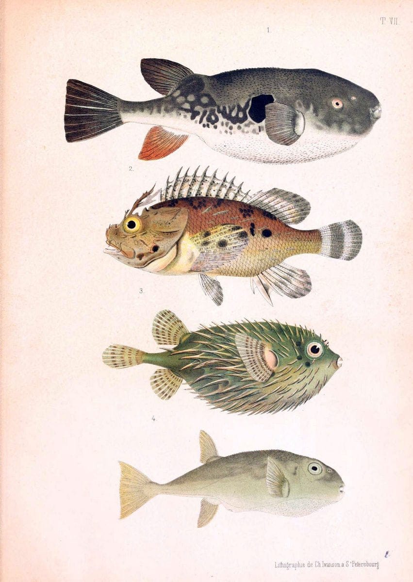 Atlas des poissons vénéneuxS.-Peterburg,Tipografà ¯ia V.S. Balasheva,1886. | | Vintage Print Reproduction 459680