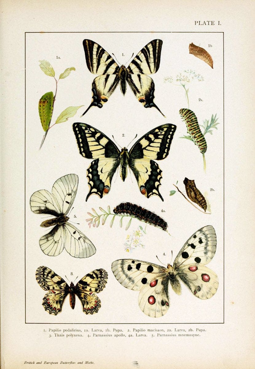 British and European butterflies and moths (Macrolepidoptera)| Europe "Great Britain" Lepidoptera "Woods Hole" "taxonomy:binomial=Papilio podalirius" | Vintage Print Reproduction 463441