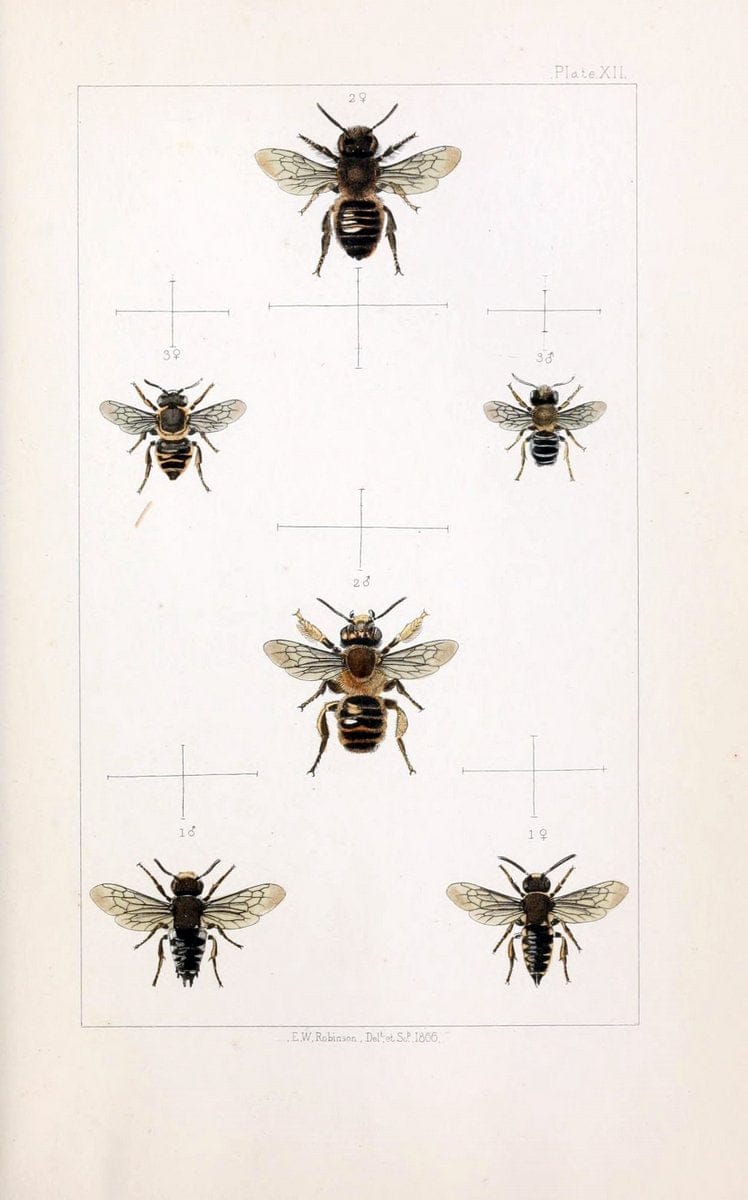 British bees :.London :L. Reeve & Co.,1866. | Bees "Great Britain" Hymenoptera | Vintage Print Reproduction 463475