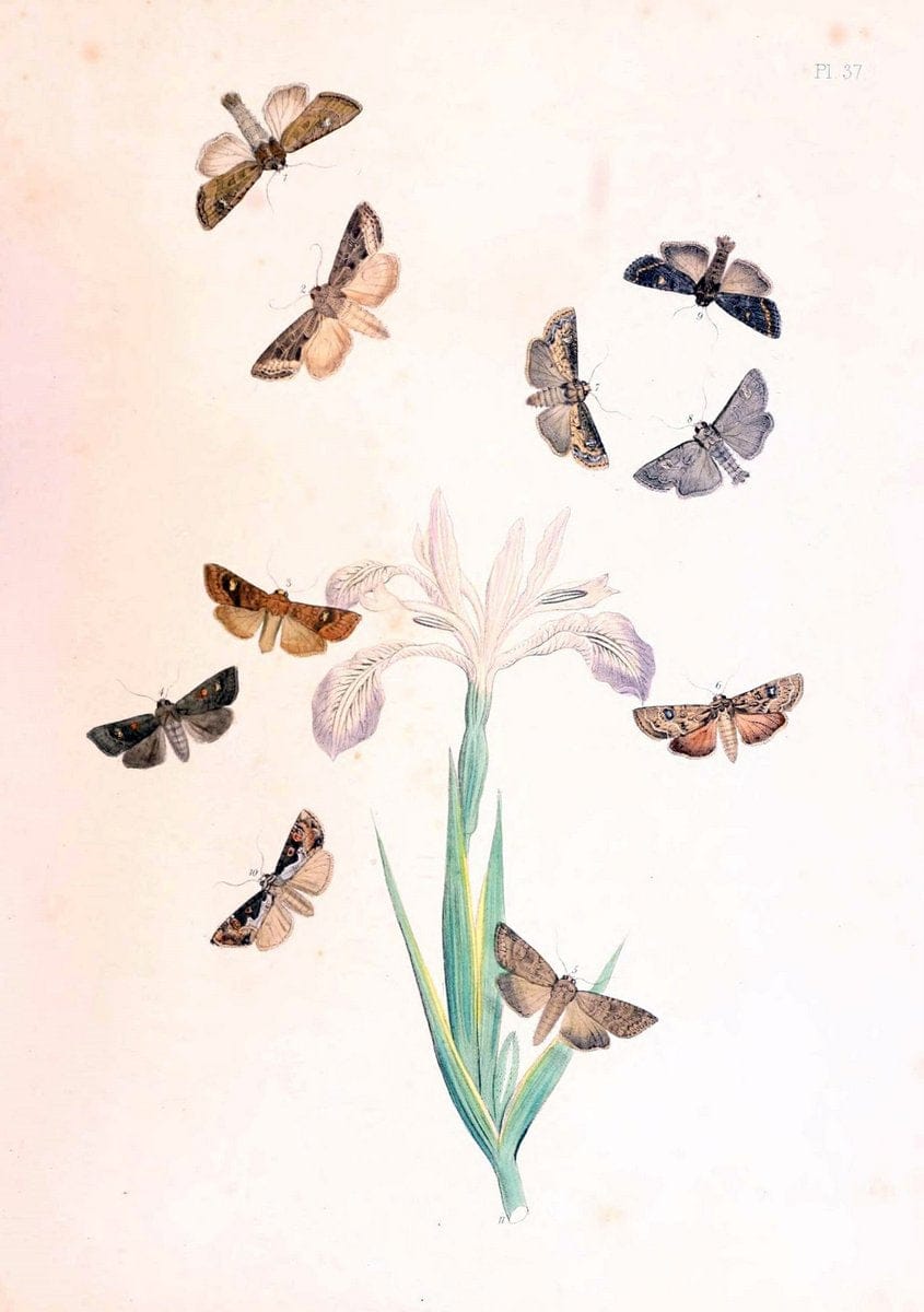 British moths and their transformations. London :W. Smith,1843-45. | "Great Britain" Moths "University of Illinois Urbana Champaign" | Vintage Print Reproduction 464410