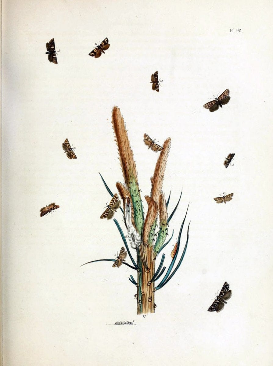 British moths and their transformations. London :W. Smith,1843-45. | "Great Britain" Moths "University of Illinois Urbana Champaign" | Vintage Print Reproduction 464416