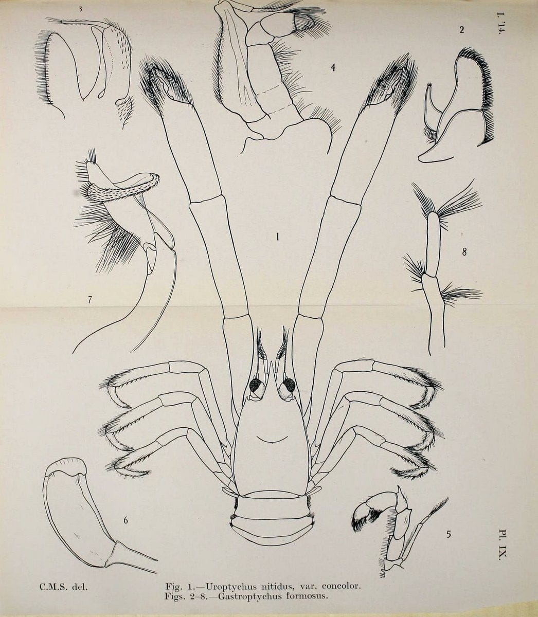 Decapoda reptantia of the coasts of Ireland. London,1914-21.  | "Decapoda (Crustacea)" | Vintage Print Reproduction 467527