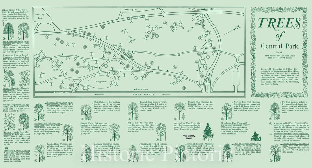 Map : Central Park 1967 1, Trees of Central Park : Fifth Avenue and the East Drive, 72nd to 79th Street , Antique Vintage Reproduction