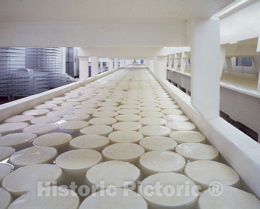 Monroe, WI Photo - Curing baby Swiss cheese rounds at the Alp and Dell factory, Monroe, Wisconsin