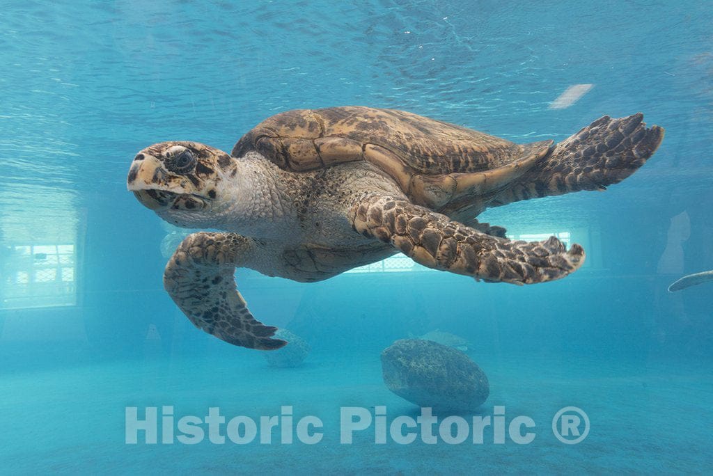 Corpus Christi, TX Photo - A Turtle Glides Through The Water at The TX State Aquarium in Corpus Christi