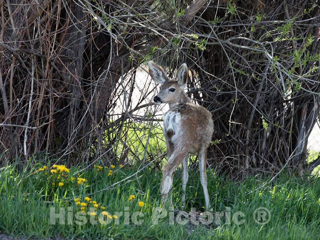 Photo - at First Glance, This Looks Like a Young Kangaroo, but It's a Fawn, Spotted Near Hamblin Park in Evanston, Wyoming- Fine Art Photo Reporduction