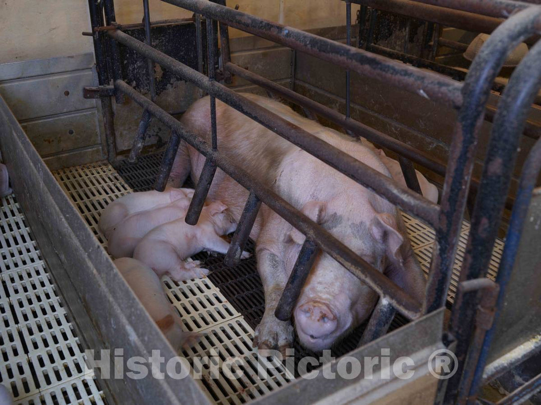 Photo - Piglets suckle in the farrowing (birthing) shed at Dean and Julie Folkmann's hog farm in Benton County, near Newhall, Iowa- Fine Art Photo Reporduction