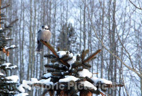Photo - A Pretty Bird fluffs up to Ward Off The Cold in The Woods Near Aspen- Fine Art Photo Reporduction