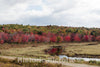Photo - Fall Display Near a Creek Feeding Sibley Pond in Canaan, Maine- Fine Art Photo Reporduction