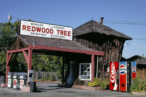 Historic Photo : 1991 World's Largest Redwood Tree Service Station (1936), angle, Route 101, Ukiah, California | Photo by: John Margolies |