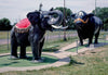Historic Photo : 1984 Elephant and black bull, Fairway Golf, 1700 Como Avenue, St. Paul, Minnesota | Margolies | Roadside America Collection | Vintage Wall Art :