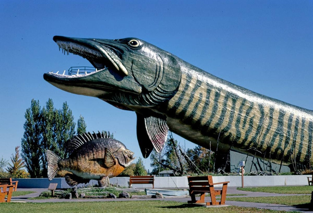 Historic Photo : 1988 Giant pike side view, Fishing Hall of Fame, Hayward, Wisconsin | Margolies | Roadside America Collection | Vintage Wall Art :