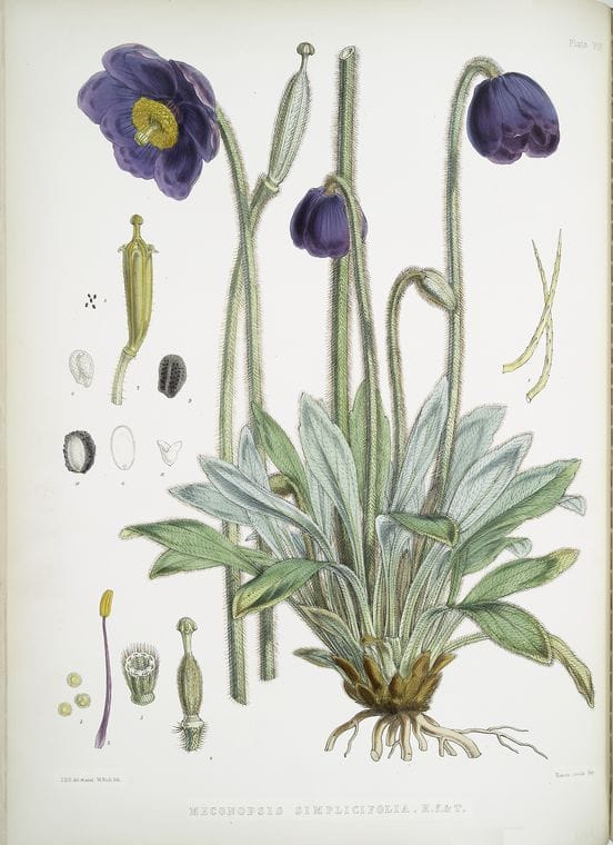 Art Print : Meconopsis Simplicifolia, H. f. et T, 1817 - Vintage Wall Art