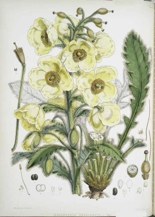 Art Print : Meconopsis Nepalensis, dc, 1817 - Vintage Wall Art