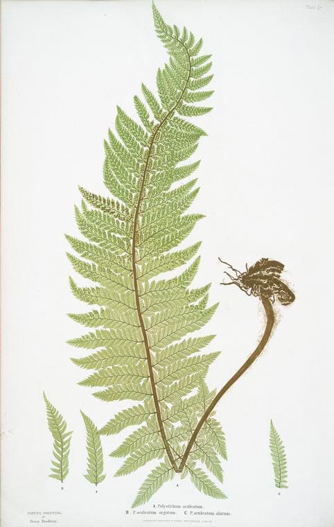 Art Print : A. Polypodium vulgare semilacerum. B. P. vulgare serratum. [The Common Polypody], 1831 - Vintage Wall Art