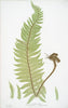 Art Print : A. Polypodium vulgare semilacerum. B. P. vulgare serratum. [The Common Polypody], 1831 - Vintage Wall Art