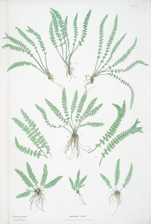 Art Print : Asplenium Trichomanes. [The Common Maidenhair Spleenwort], 1831 - Vintage Wall Art