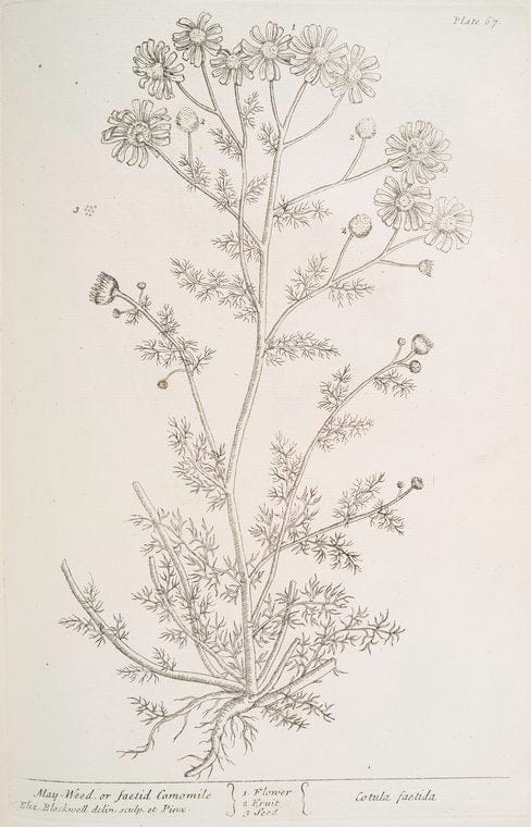 Art Print : Mayanthemum, 1759 - Vintage Wall Art