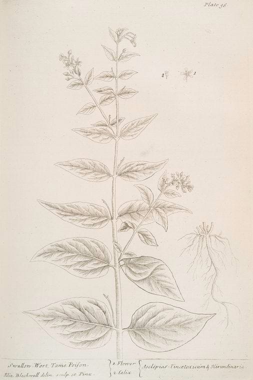 Art Print : Susino Damaschina d' Estate. [Prunus Damascena], 1817 - Vintage Wall Art