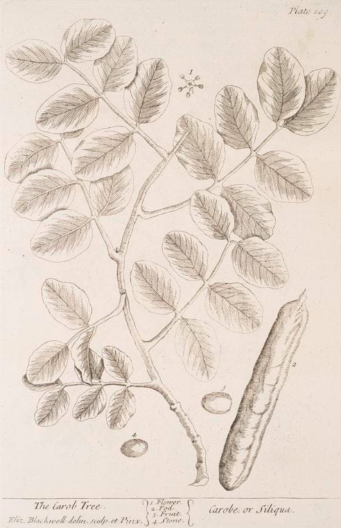 Art Print : The Camphire Tree, 1739 - Vintage Wall Art