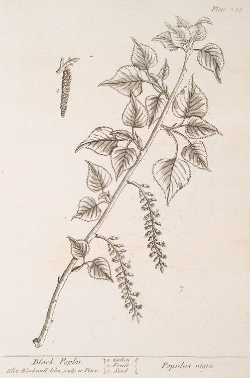 Art Print : Black Pepper, 1739 - Vintage Wall Art