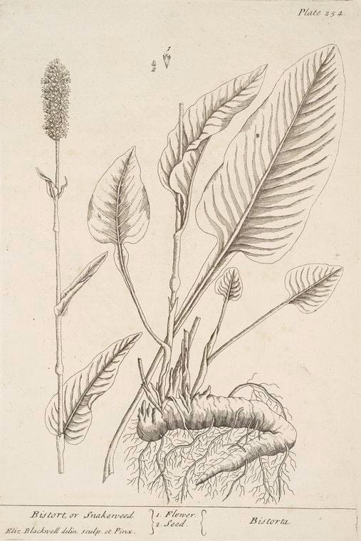 Art Print : Bishop's Weed, 1739 - Vintage Wall Art