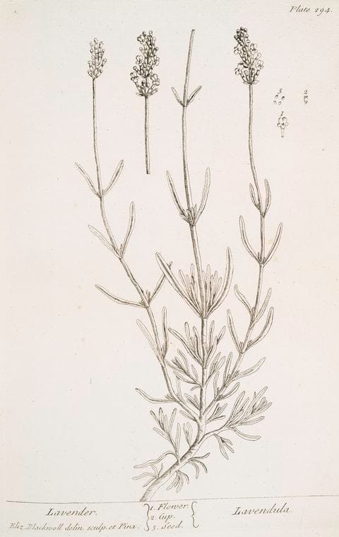 Art Print : Lavender Cotton, 1739 - Vintage Wall Art