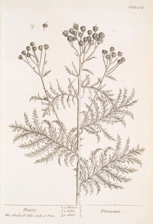 Art Print : Tamarisk, 1739 - Vintage Wall Art