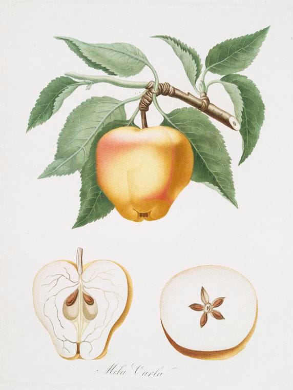 Art Print : Mela Borda. [Malus ruginea], 1817 - Vintage Wall Art