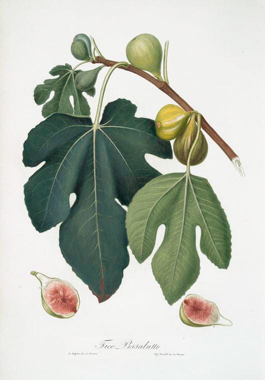 Art Print : Fico paradiseo. [Ficus carica bifera ; Fig], 1817 - Vintage Wall Art
