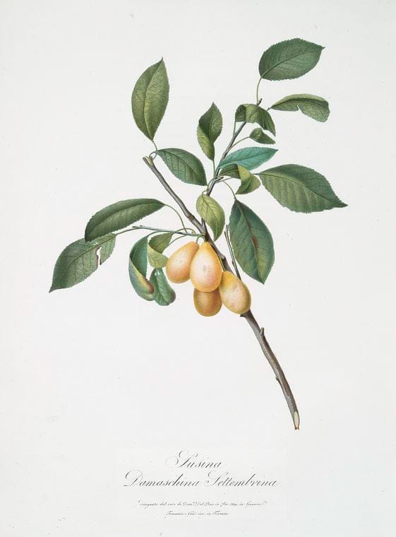 Art Print : Susina Damaschina settembrina. [Prunus Damascena ; Plum], 1817 - Vintage Wall Art