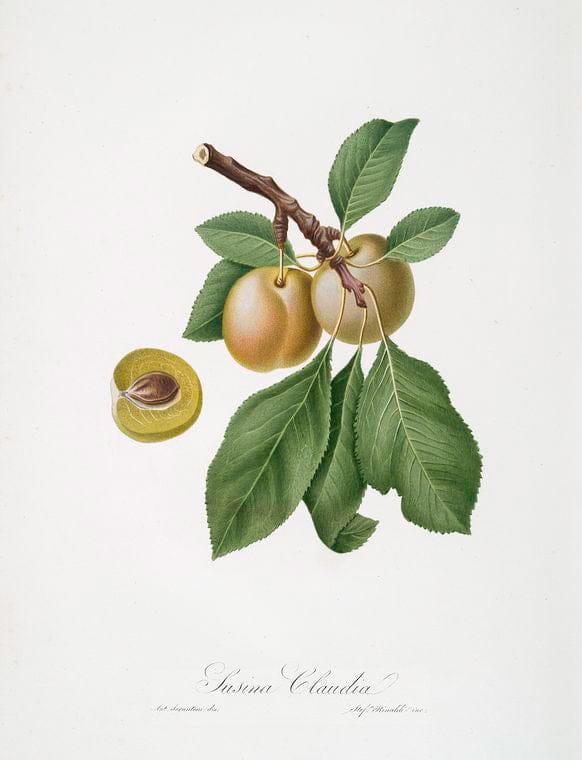 Art Print : Susina Claudia. [Prunus Claudia ; Prune], 1817 - Vintage Wall Art