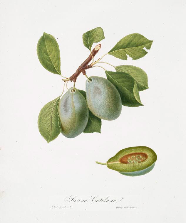 Art Print : Susina Buonboccone. Prunus Catelanica, 1817 - Vintage Wall Art