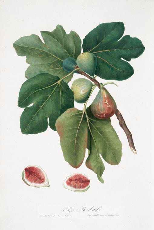 Art Print : Fico Regina. [Ficus carica Sativa ; Fig], 1817 - Vintage Wall Art