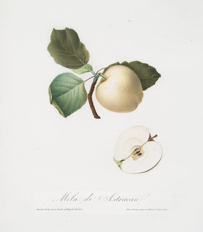 Art Print : Mela carpendola. [Malus carpendolo], 1817 - Vintage Wall Art