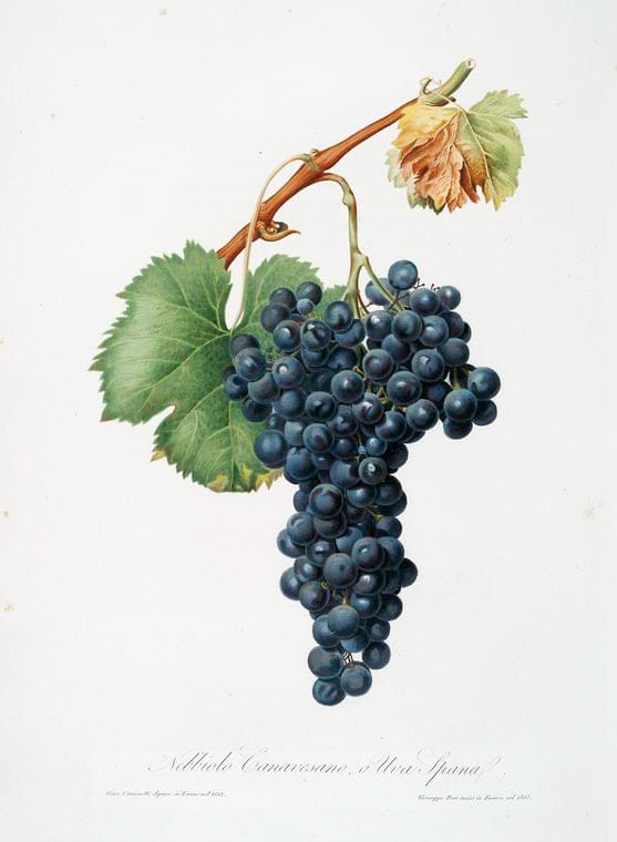 Art Print : Nebbiolo Canavesano o, Uva Spana. [Vitis vinifera Pedemontana ; Grape Spanna or Nebbiolo Grape], 1817 - Vintage Wall Art