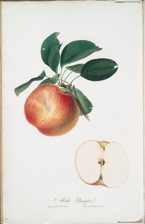 Art Print : Mela Lazzerola. [Apple], 1817 - Vintage Wall Art